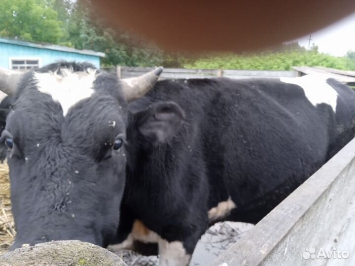 Бычки и телки