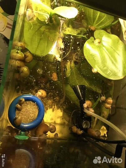 Улитки ампулярии