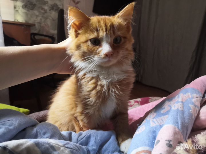 Рыжий котенок в добрые руки
