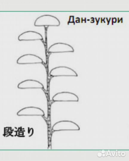 Ниваки из сосны Дан-зукури (стиль шагов)