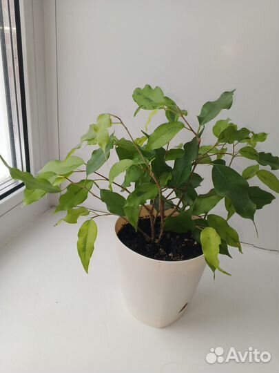 Комнатные растения фикус