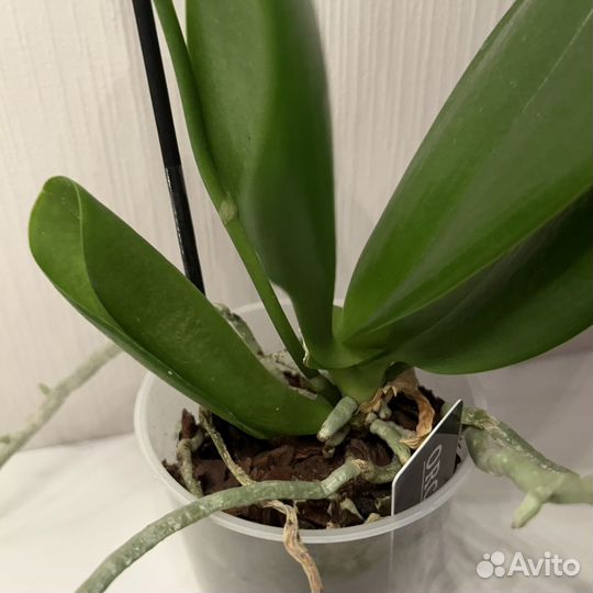 Орхидея Tinu Melissa (отцвела)