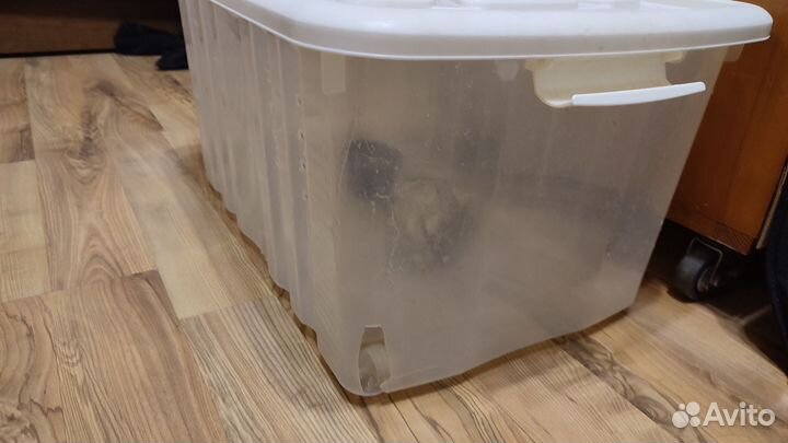 Улитки ахатины большие