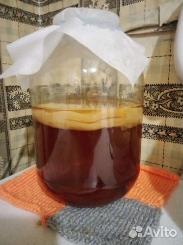 Чайный гриб