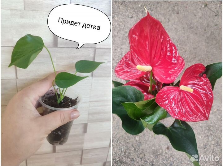 Антуриумы сортовые разные сорта
