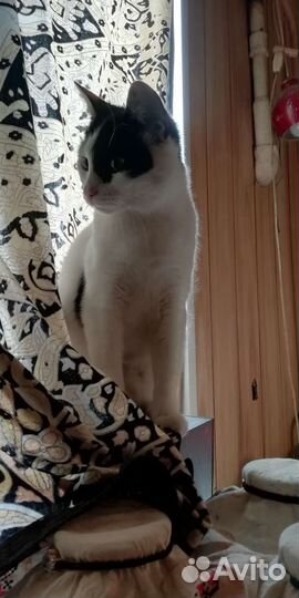 Кот