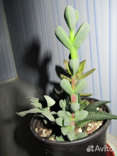 Delosperma lehmannii (делосперма лахмани)