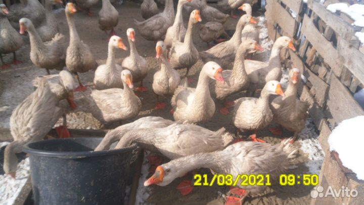 Мясо утки,гуся, кур.-домашние (деревенское )