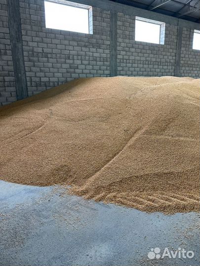 Кукуруза зерно