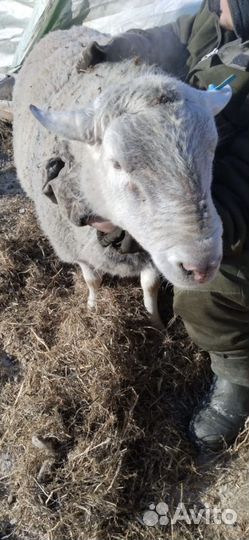 Белые и черноголовые овцы бараны Дорпер