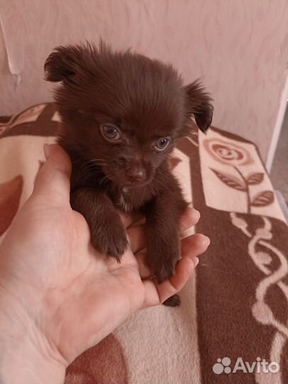 Щенки чихуахуа