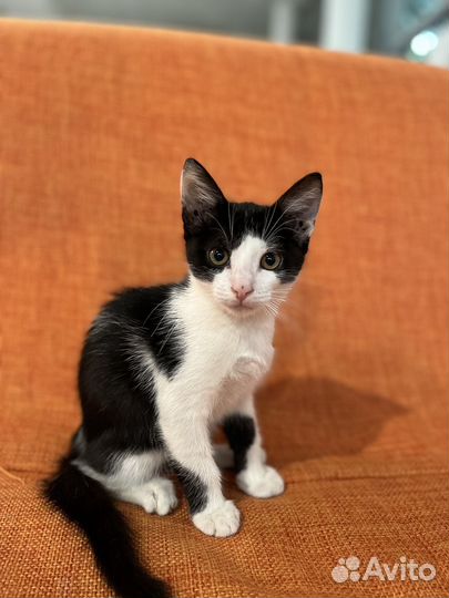 Котята в добрые руки бесплатно