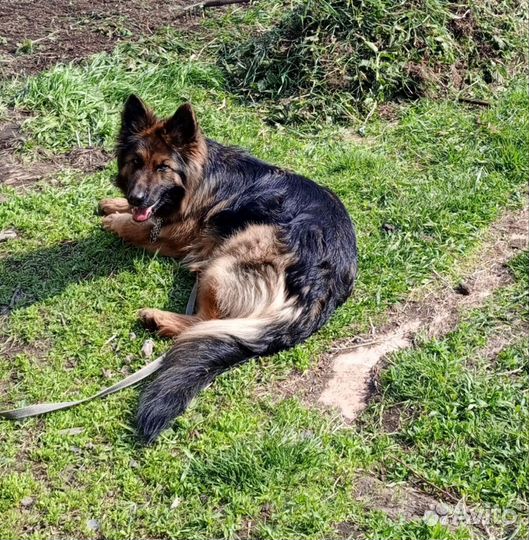 Ищем жениха, немецкая овчарка