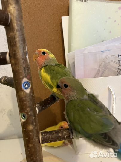 Попугай неразлучники