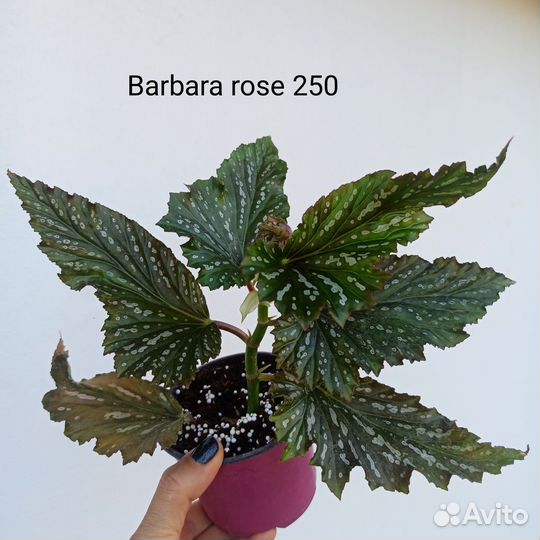 Бегонии кейн