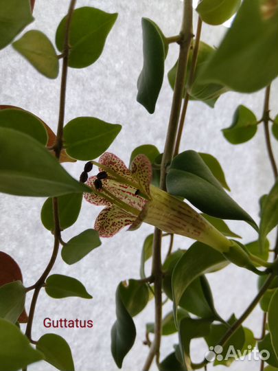 Сортовые Эсхинантусы