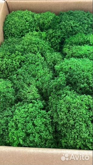 Мох для декорирования стен и панно, кашпо спилы