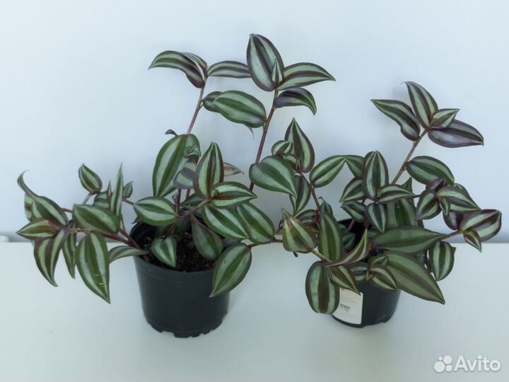 Традесканция зебрина