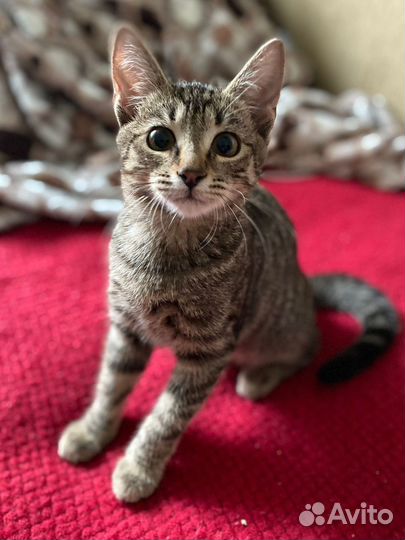 Котенок девочка