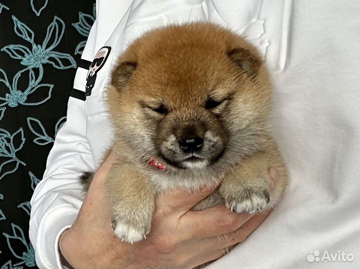 Сиба ину щенки