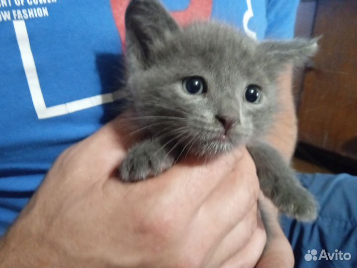 Кошка в дар бесплатно