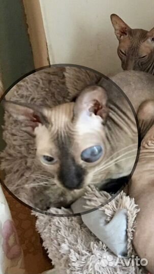 Кошечка Муся