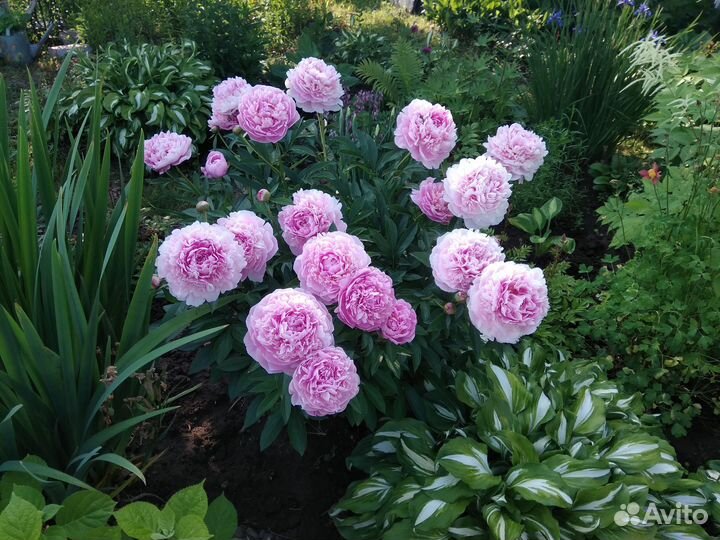 Сортовой пион и сибирские ирисы