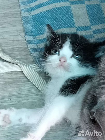 Кошка в дар бесплатно