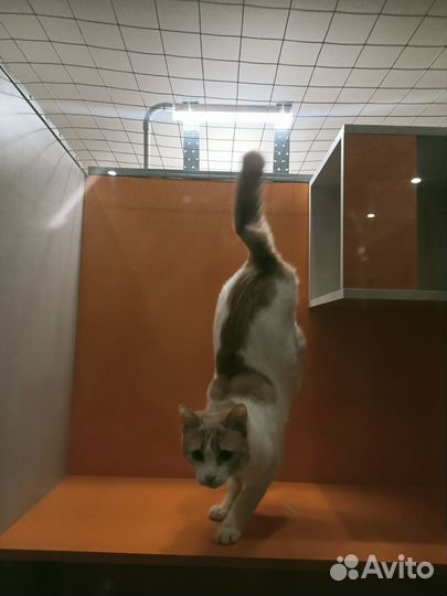 Кот рыжий Мурзик в добрые руки