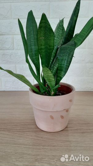 Сансевиерия (щучий хвост)