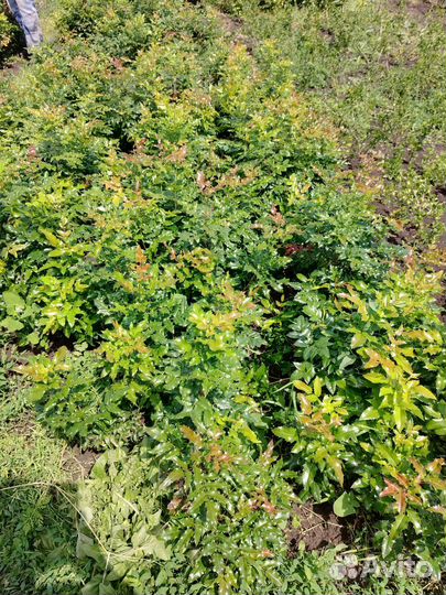 Саженцы в ассортименте