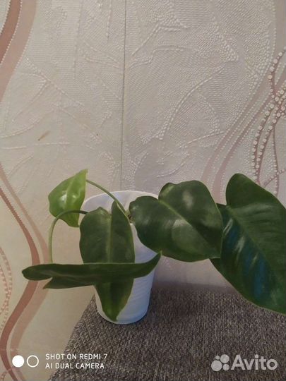 Филодендрон, пеларгония, эониум, толстянка, алоэ