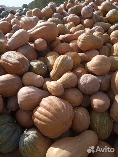 Тыква оптом