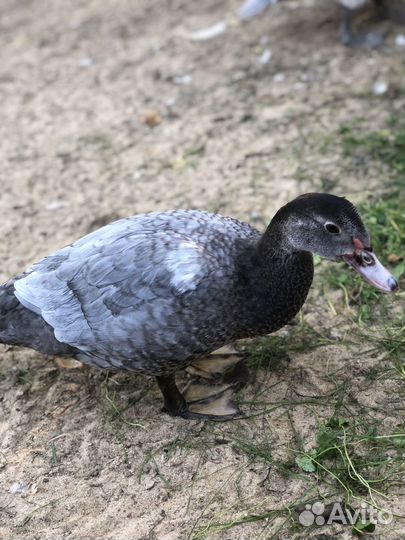 Индоутки селезень утки мускусные утки