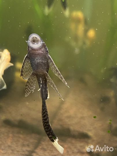 Сомики анциструсы вуалевые