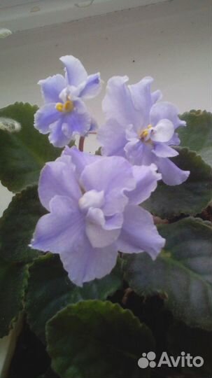 Комнатные цветы