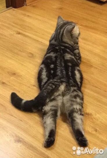 Вязка с шотландским котиком