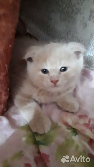 Котенок британец вислоухий