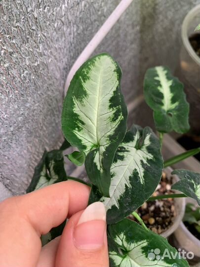 Сингониумы сортовые