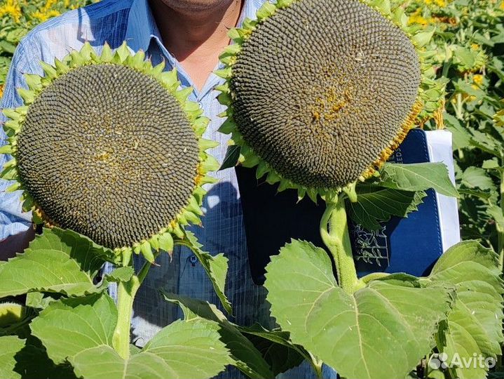 Семена гибрида под Клеарфилд Гепард