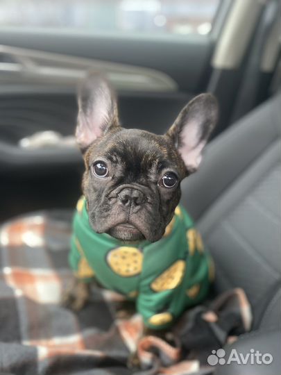 Случка собак французский бульдог