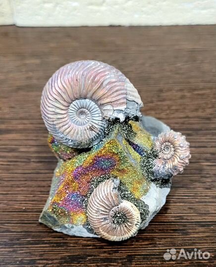 Подарок Аммониты. Сувенир в стиле 
