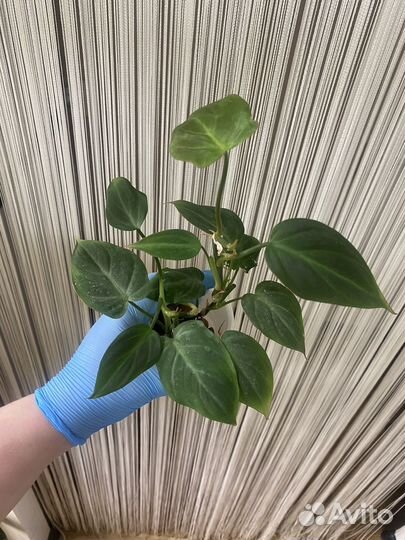 Филодендрон компоспортанум