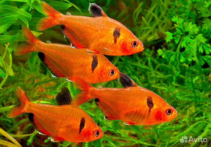 Аквариумные рыбки