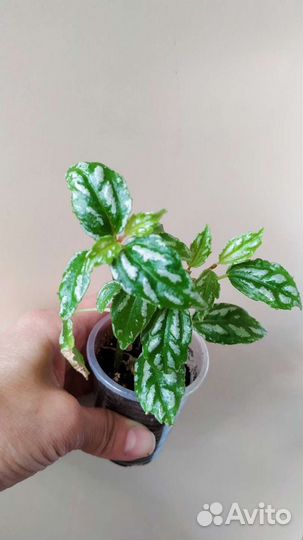 Пилея, бегония, сингониум, фиттония