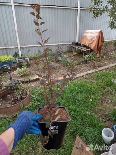 Пузыреплодник калинолистный 