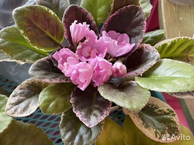 Фиалка Ле-лейла