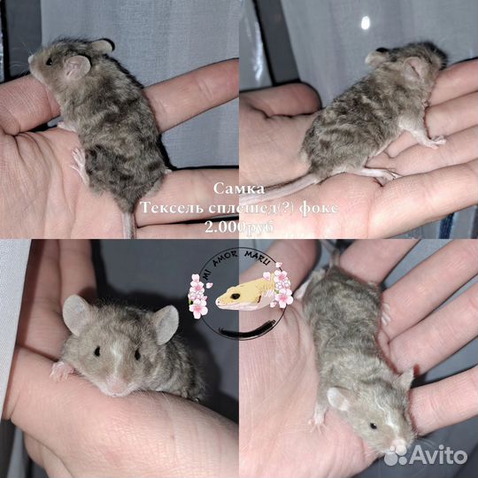 Декоративные мыши Тексель
