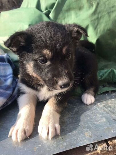 Собака в добрые руки