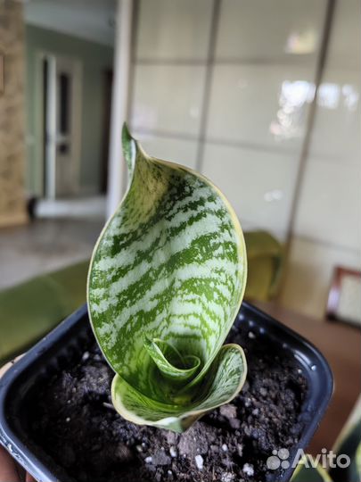 Сансевиерия ханни маргината